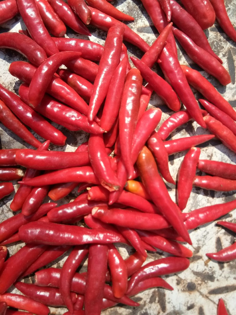 三英辣椒，大量上市了，