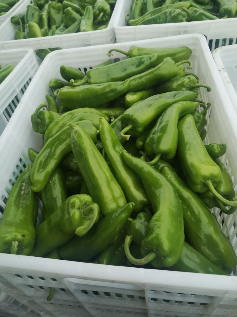 辣椒大量上市中………陇椒，，，大冠，，，行玉，，大量有货