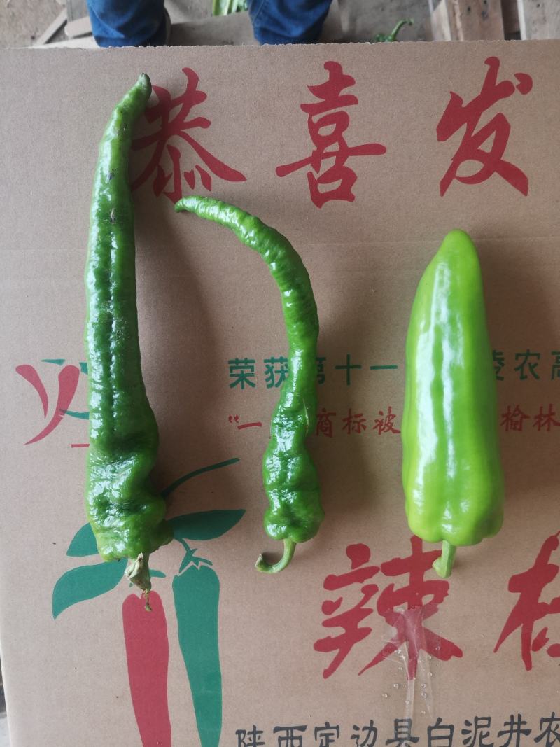 辣椒大量上市中………陇椒，，，大冠，，，行玉，，大量有货