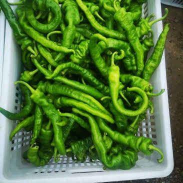 辣椒大量上市中………陇椒，，，大冠，，，行玉，，大量有货