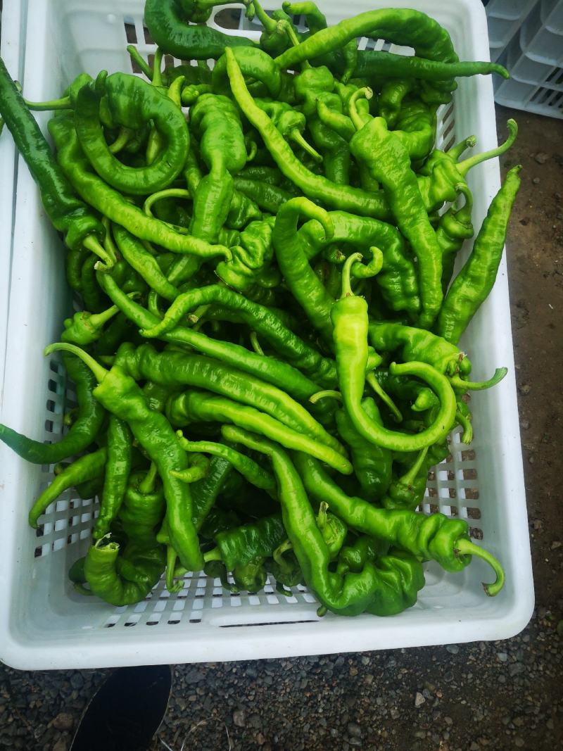 辣椒大量上市中………陇椒，，，大冠，，，行玉，，大量有货