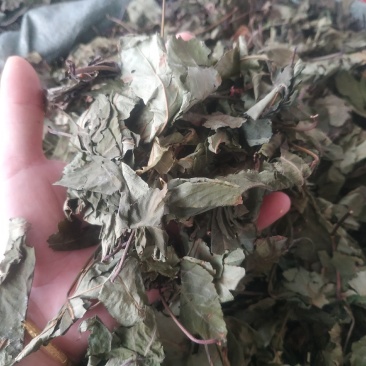 甜茶叶～新货～量大优惠～1公斤起售～欢迎咨询采购