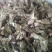 甜茶叶～新货～量大优惠～1公斤起售～欢迎咨询采购