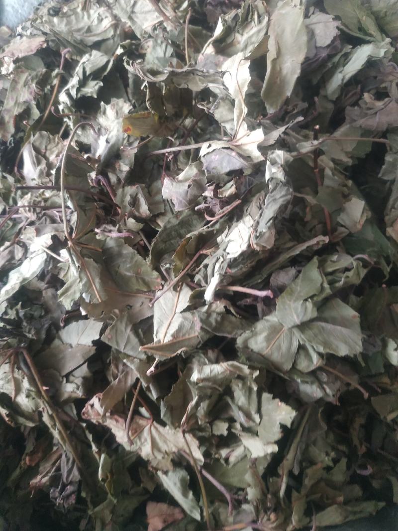 甜茶叶～新货～量大优惠～1公斤起售～欢迎咨询采购