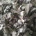 甜茶叶～新货～量大优惠～1公斤起售～欢迎咨询采购