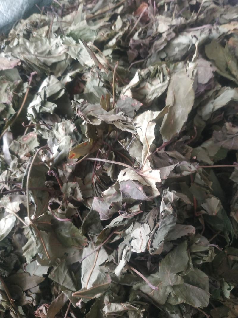 甜茶叶～新货～量大优惠～1公斤起售～欢迎咨询采购