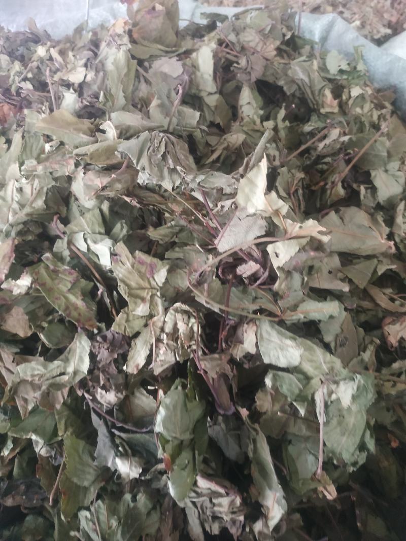 甜茶叶～新货～量大优惠～1公斤起售～欢迎咨询采购