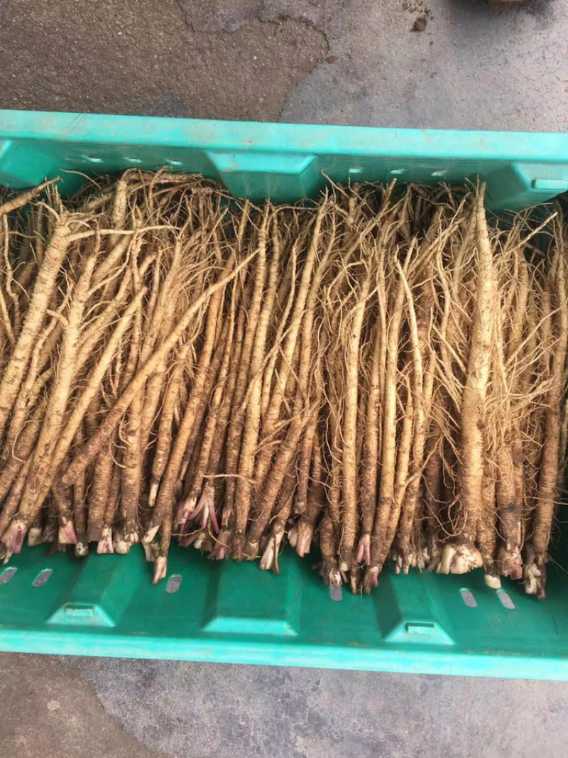 直销沙参(保证现挖，新鲜)根据顾客的标准发货