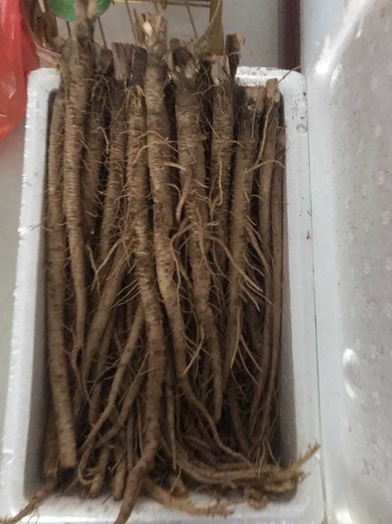 直销沙参(保证现挖，新鲜)根据顾客的标准发货