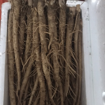 直销沙参(保证现挖，新鲜)根据顾客的标准发货