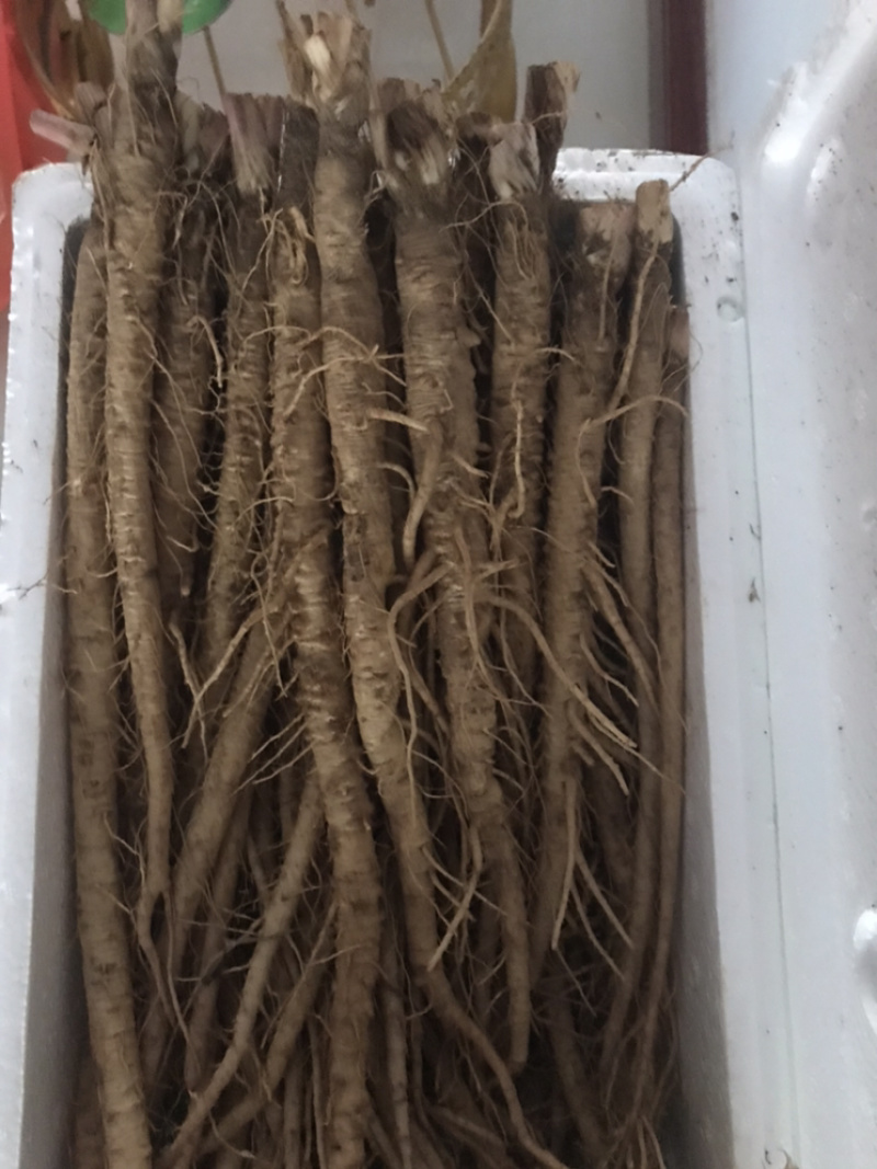 直销沙参(保证现挖，新鲜)根据顾客的标准发货