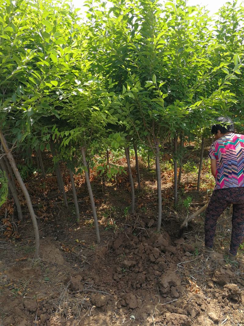 早樱晚樱白花红花樱花盛开灿烂美丽