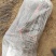 十年老店只卖真苗黑头158麻点油桃苗黄肉油桃苗