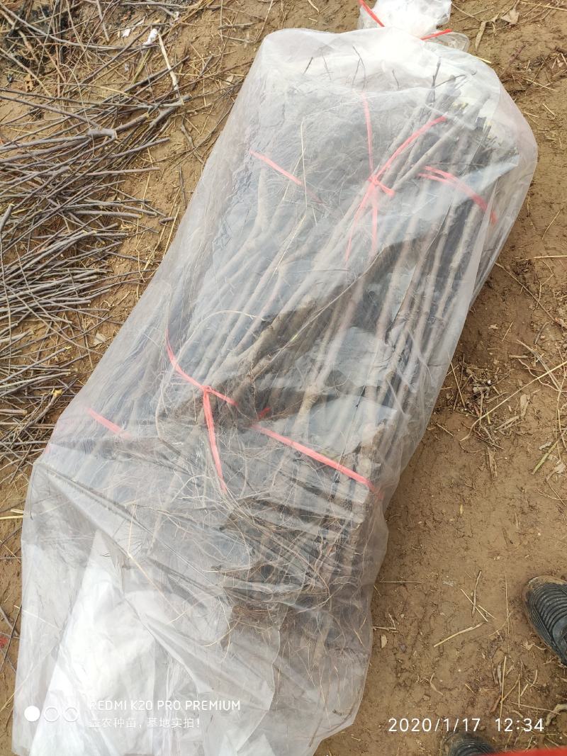 十年老店只卖真苗黑头158麻点油桃苗黄肉油桃苗