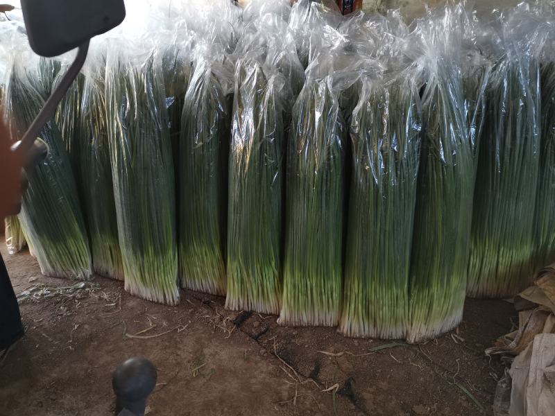 需要精品香葱的联系我，一年四季供应货源，质量保证，信誉第
