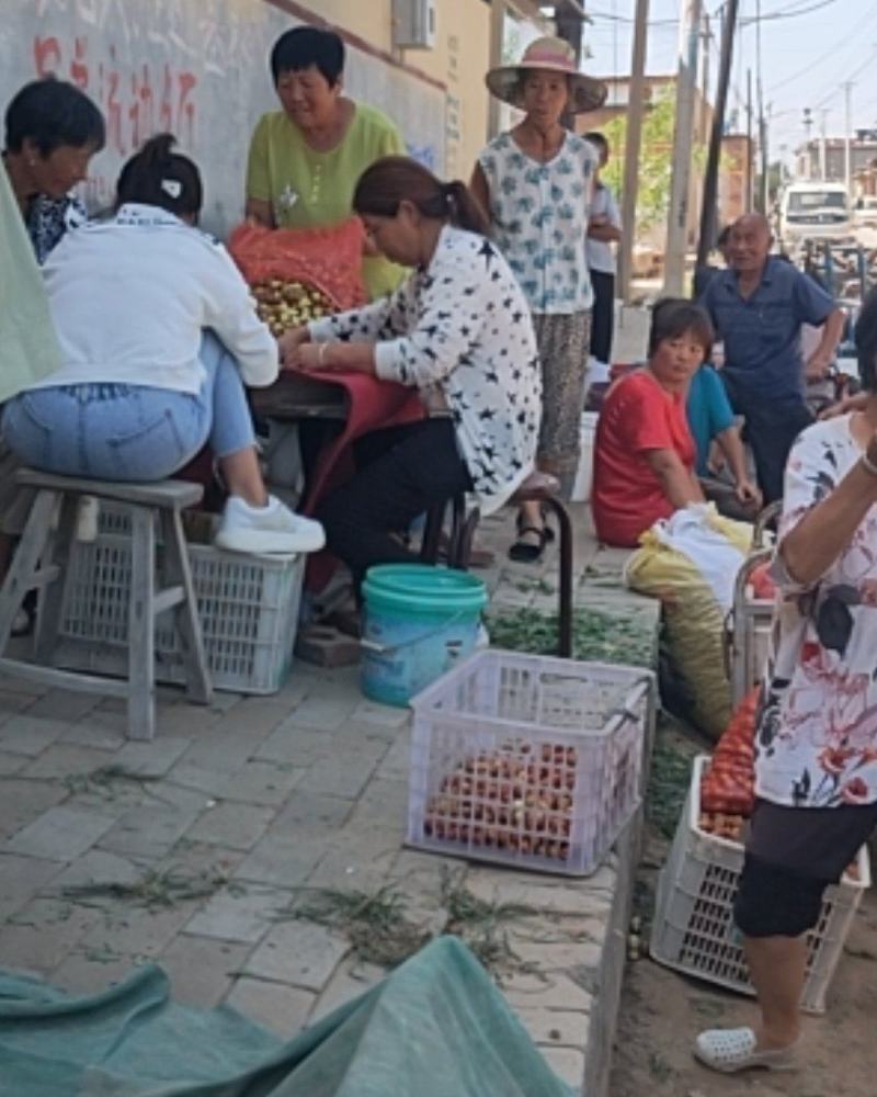 沧州脆枣产地脆甜可口量大需要联系农民亲手采摘
