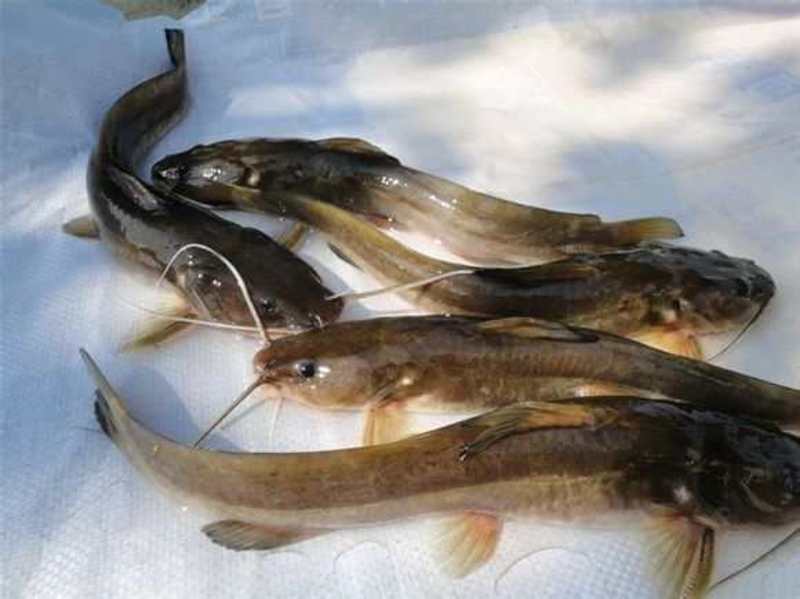 大口鲢鱼苗常年供货淡水专业养殖包成活提供技术指导