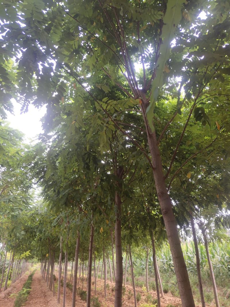 山西香花槐各种规格的香花槐3到10公分量大