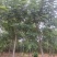 山西香花槐各种规格的香花槐3到10公分量大