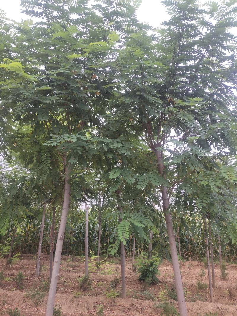 山西香花槐各种规格的香花槐3到10公分量大