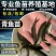 青鱼苗长期出售各类鱼苗免费技术指导送货上门