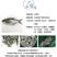 青鱼苗长期出售各类鱼苗免费技术指导送货上门