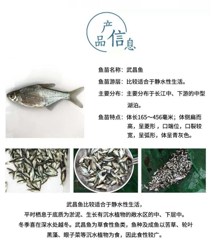 青鱼苗长期出售各类鱼苗免费技术指导送货上门