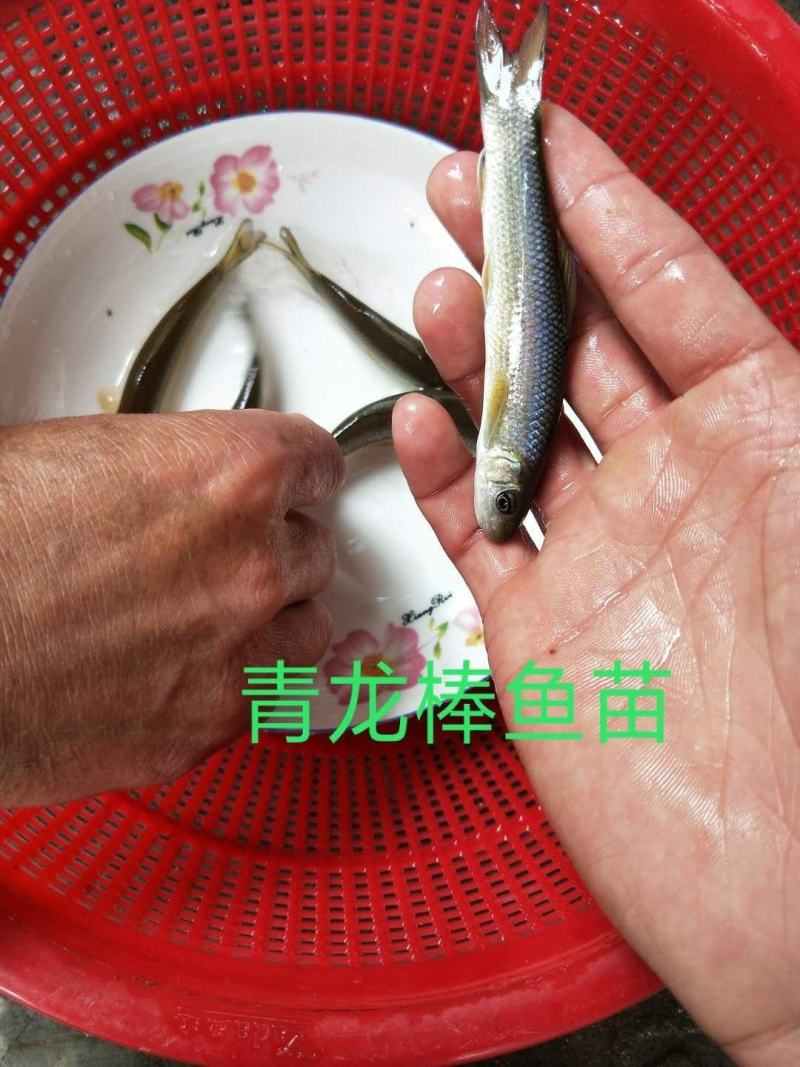 青鱼苗长期出售各类鱼苗免费技术指导送货上门
