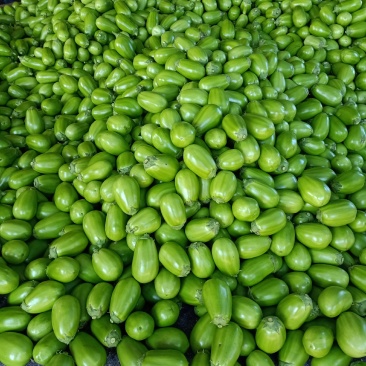 大棚青茄子大量上市.