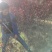 紫叶矮樱3到5公分量大