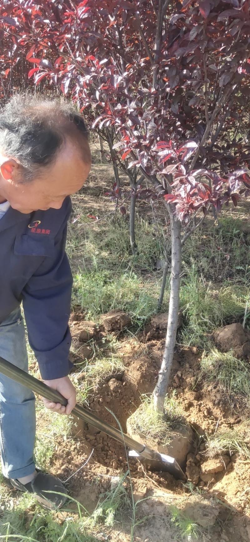 紫叶矮樱3到5公分量大