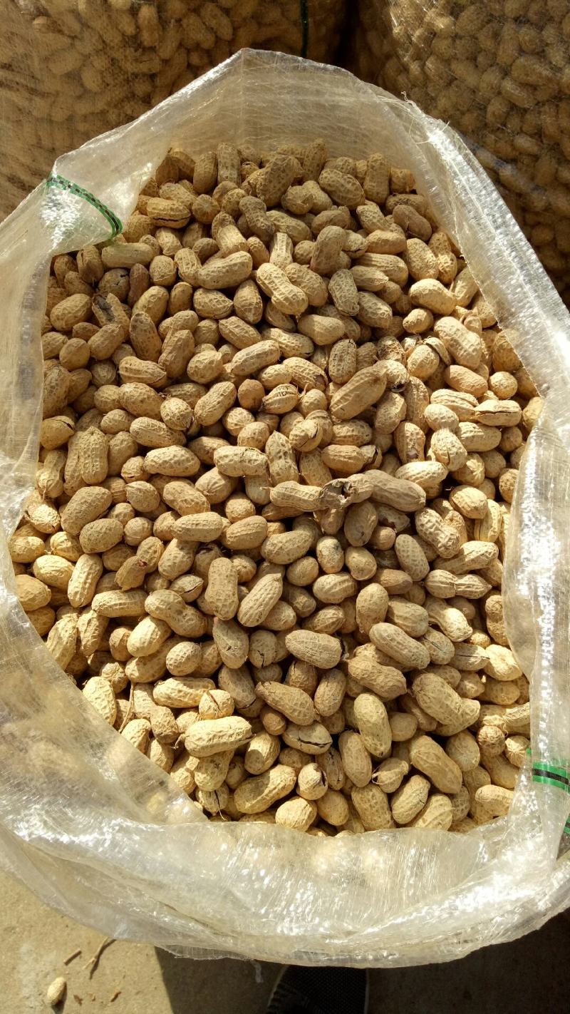 花生精选罗汉果白沙带壳干果榨油炒花生果专用出油率高