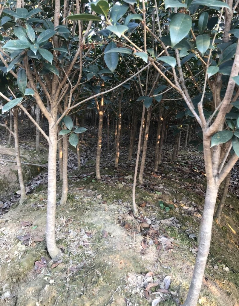 香樟～大叶香樟～小叶香樟～丛生香樟～3～40公分