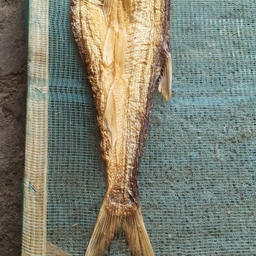 翘嘴鱼干货