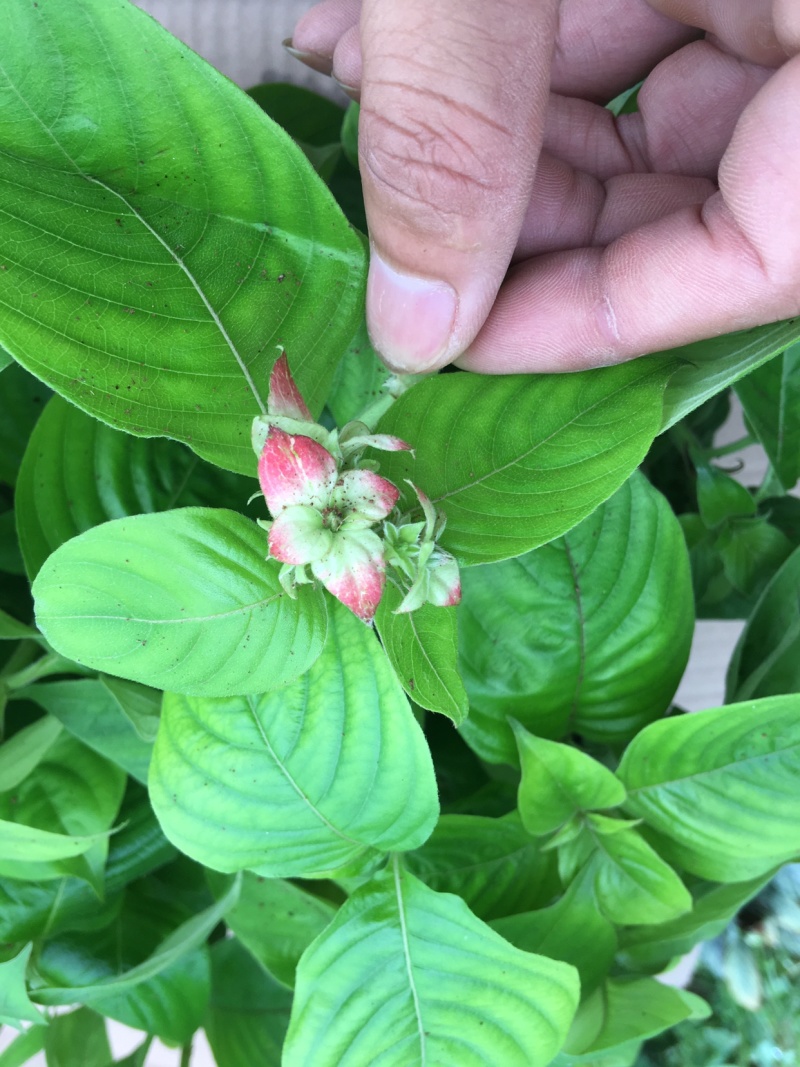 粉叶金花玉苗金花红纸扇粉纸扇