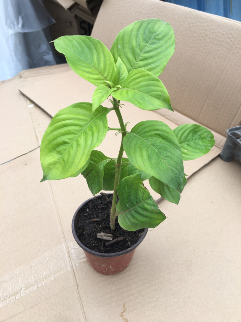 粉叶金花玉苗金花红纸扇粉纸扇