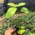 粉叶金花玉苗金花红纸扇粉纸扇