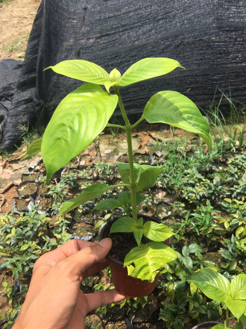 粉叶金花玉苗金花红纸扇粉纸扇