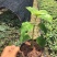粉叶金花玉苗金花红纸扇粉纸扇