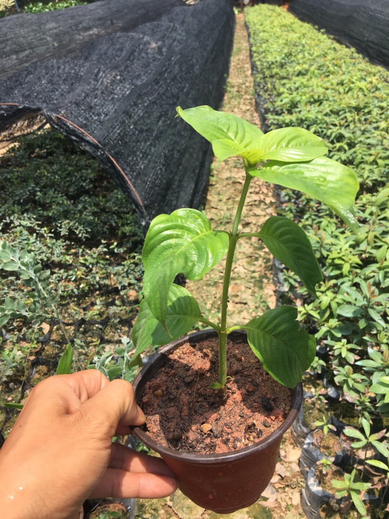 粉叶金花玉苗金花红纸扇粉纸扇