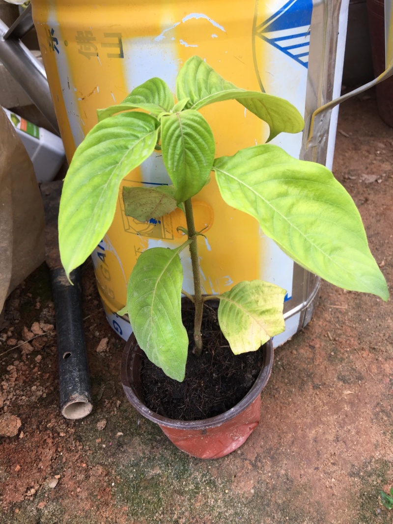 粉叶金花玉苗金花红纸扇粉纸扇