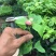 粉叶金花玉苗金花红纸扇粉纸扇