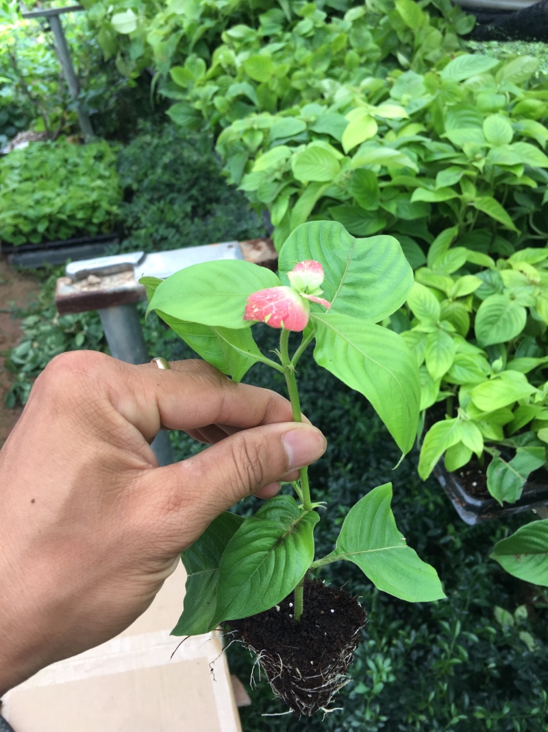 粉叶金花玉苗金花红纸扇粉纸扇