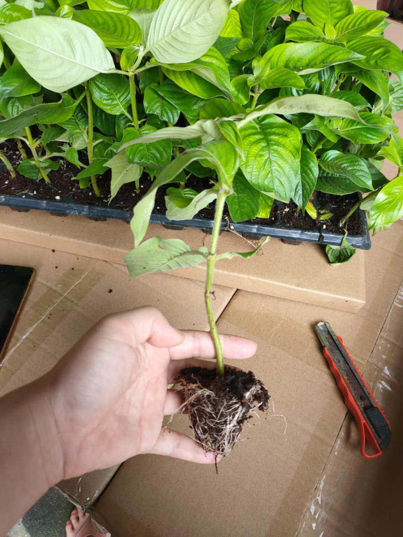 粉叶金花玉苗金花红纸扇粉纸扇