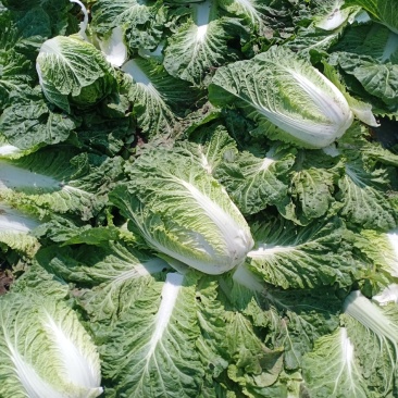 黄心大白菜大量上市全国发货