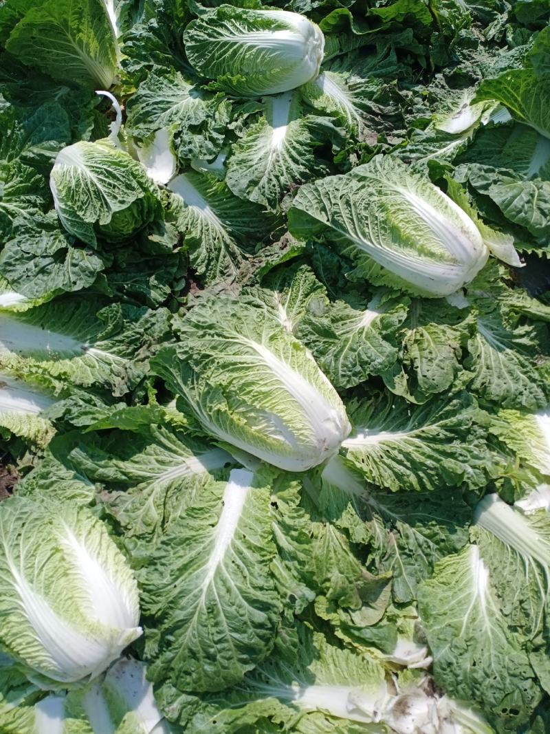 黄心大白菜大量上市全国发货