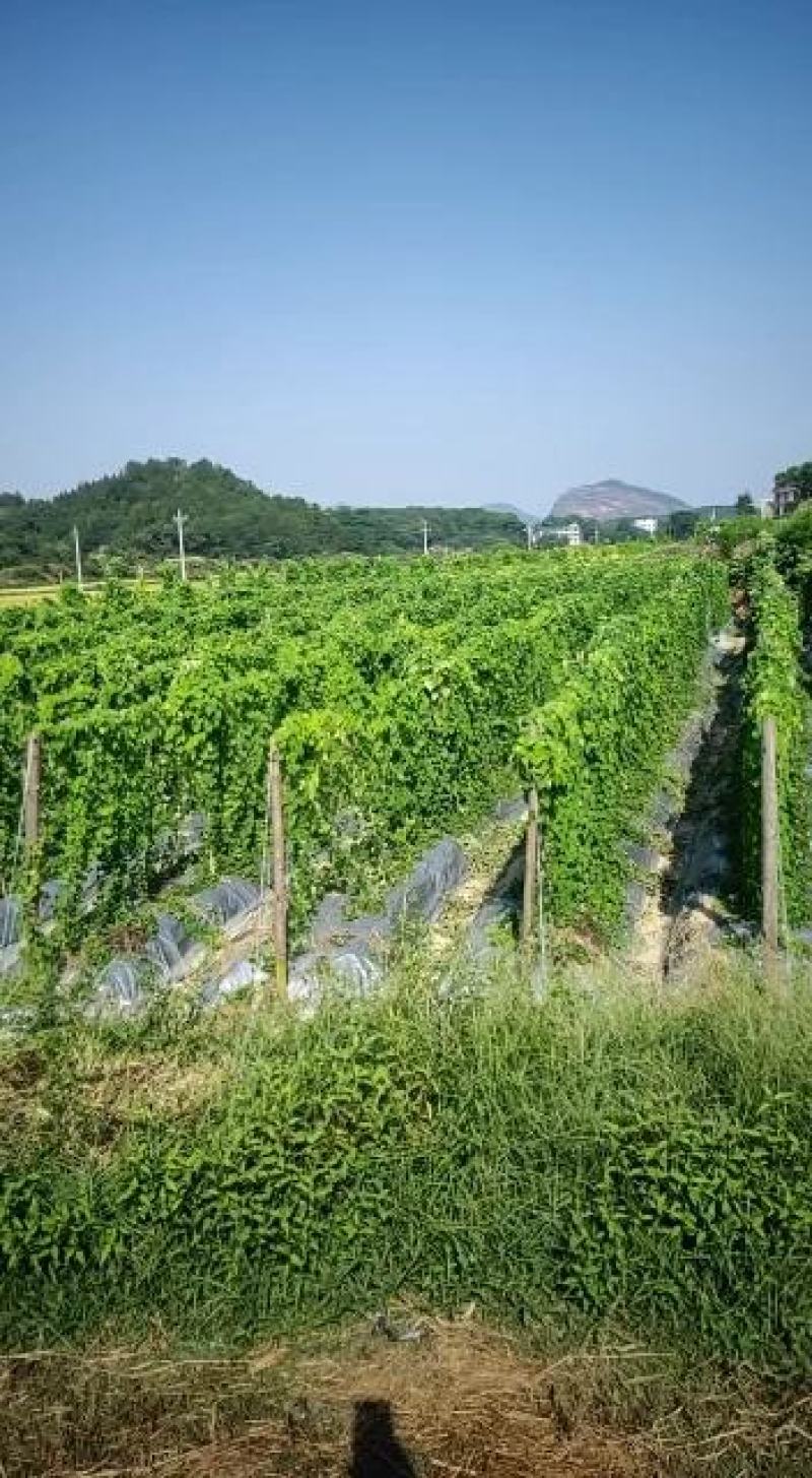 粉防己，基地直供种植面积广欢迎大家考察参观