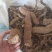 粉防己，基地直供种植面积广欢迎大家考察参观
