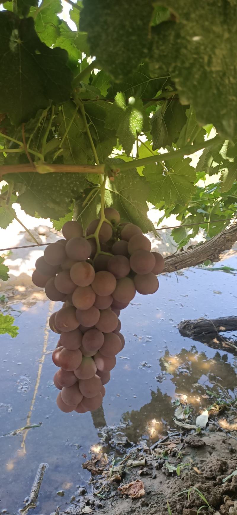 敦煌色泽鲜艳，红提葡萄