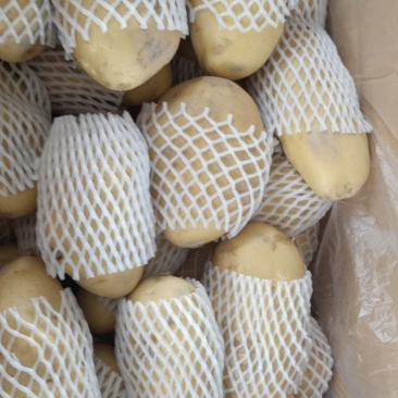优质黄心荷兰十五督办
